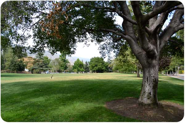 gwinn park oak tree gwinn park oak tree