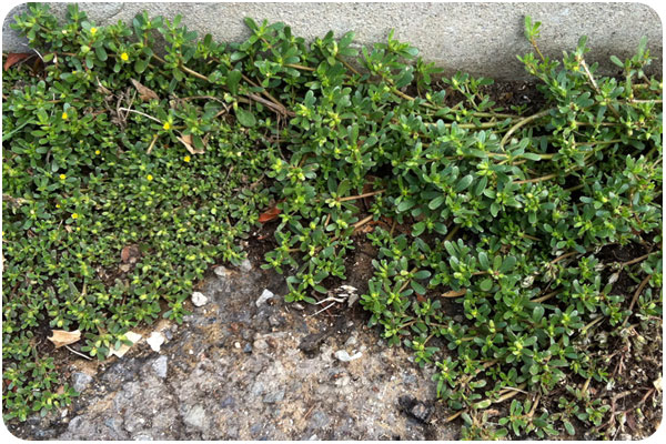 gutter variety purslane