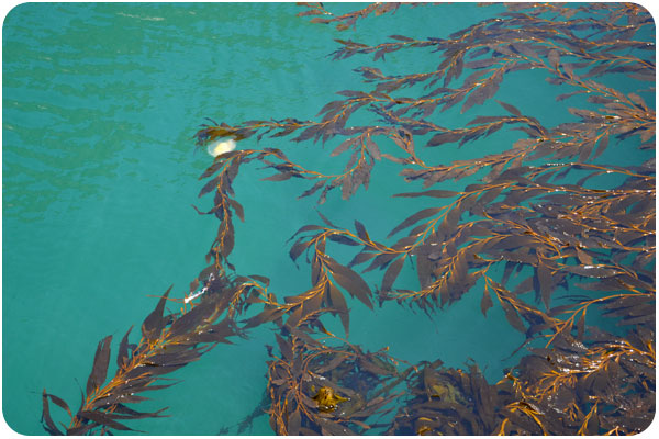 seaweed and jellyfish