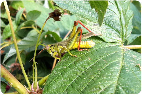 grasshoppers in the raspberry patch