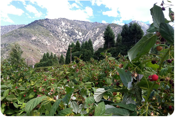 raspberry patch in the mountains of oak glen, california