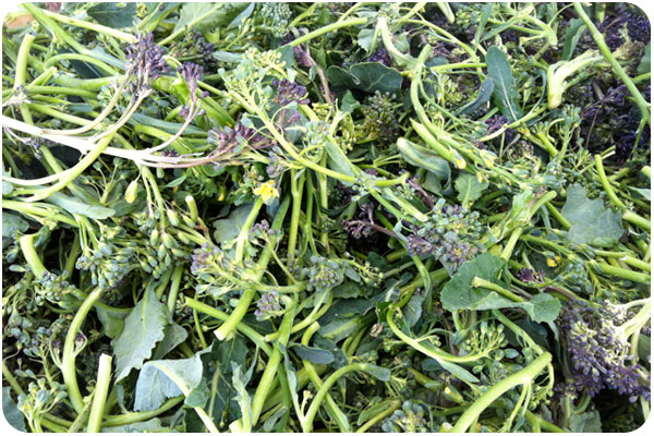 purple sprouting broccoli