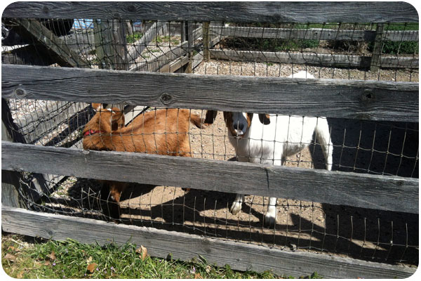 goats at kenneth volk / lone madrone