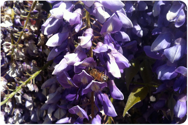 wisteria & bees at beckmen vineyards