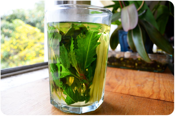 epazote mint & ginger tea epazote mint & ginger tea