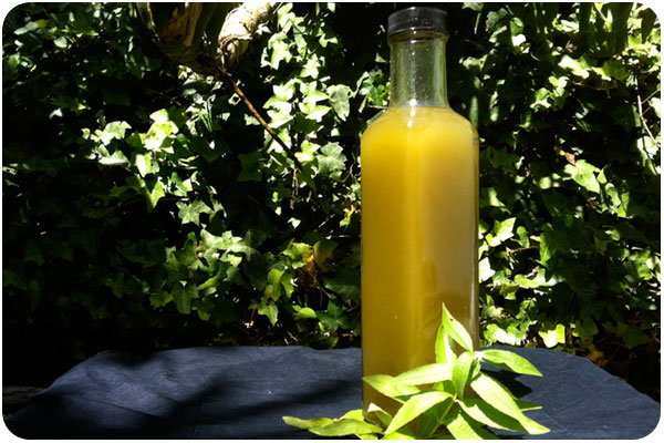 lemon verbena oil lemon verbena oil