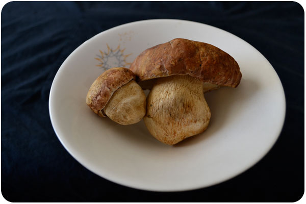 fresh porcini mushrooms