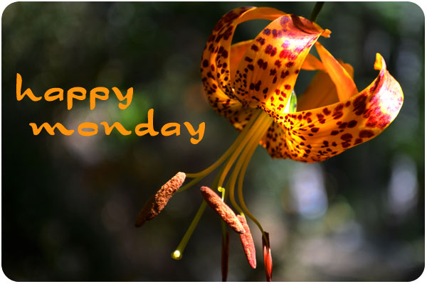 wild lilies in angeles crest forest