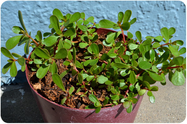 potted purslane
